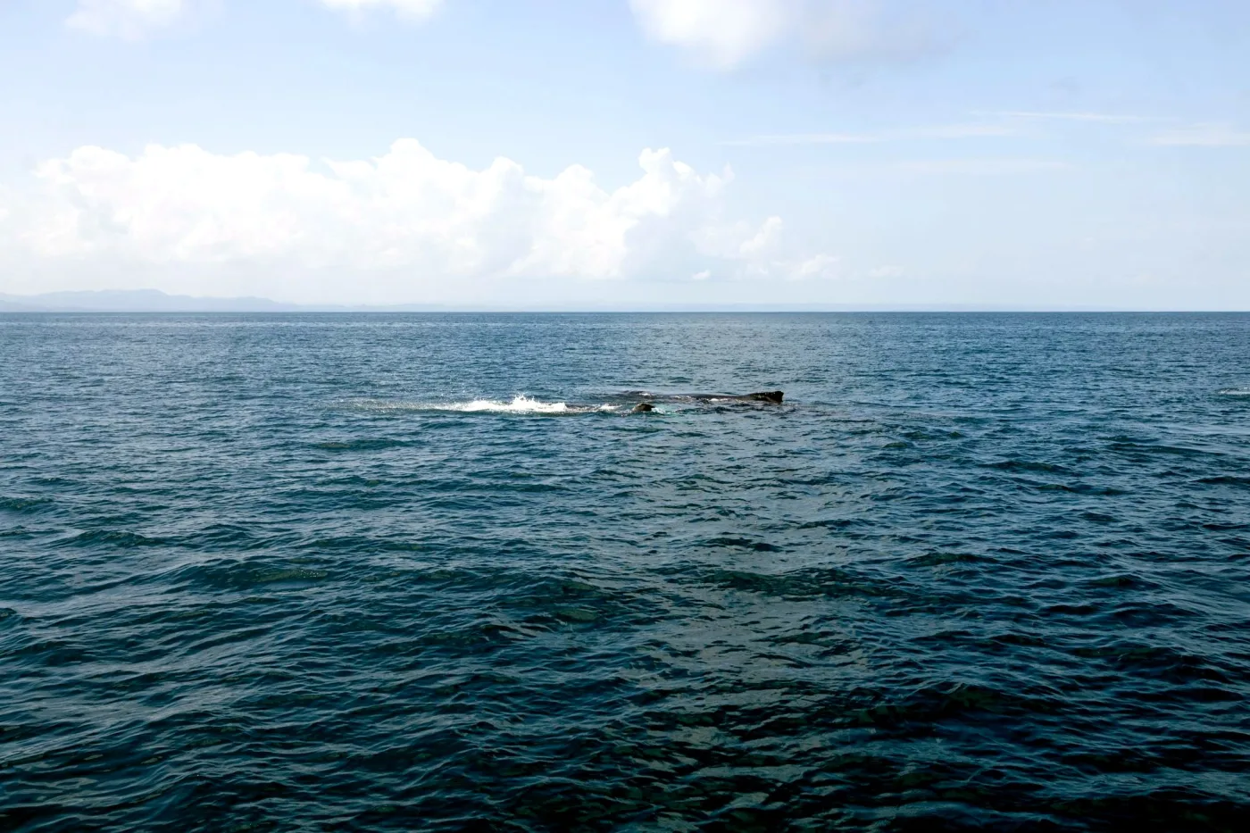 Nageoire de baleine à bosse dans la baie de Samaná vue depuis le catamaran