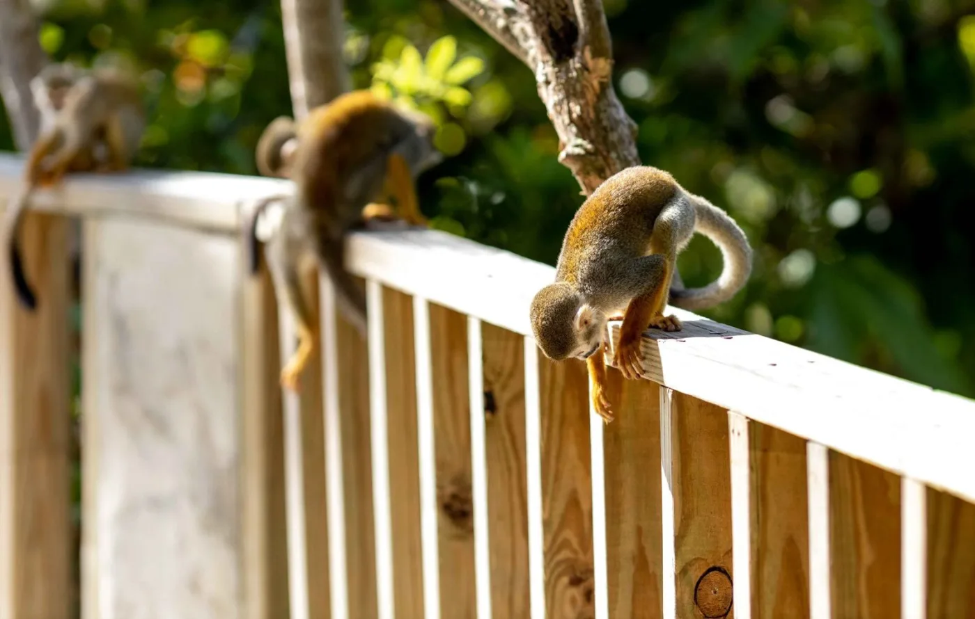 Totenkopfäffchen frisst aus der Hand eines Kindes im Monkeyland