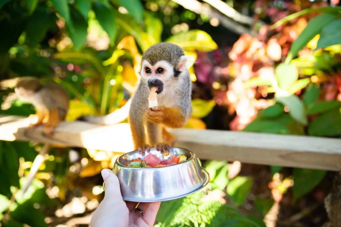 Enfant en tyrolienne au-dessus de la canopée de la jungle, Punta Cana