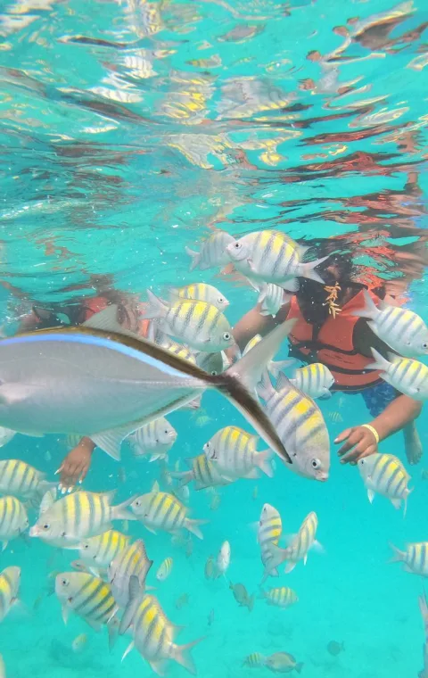 Combiné hors-bord + parachute ascensionnel + snorkeling