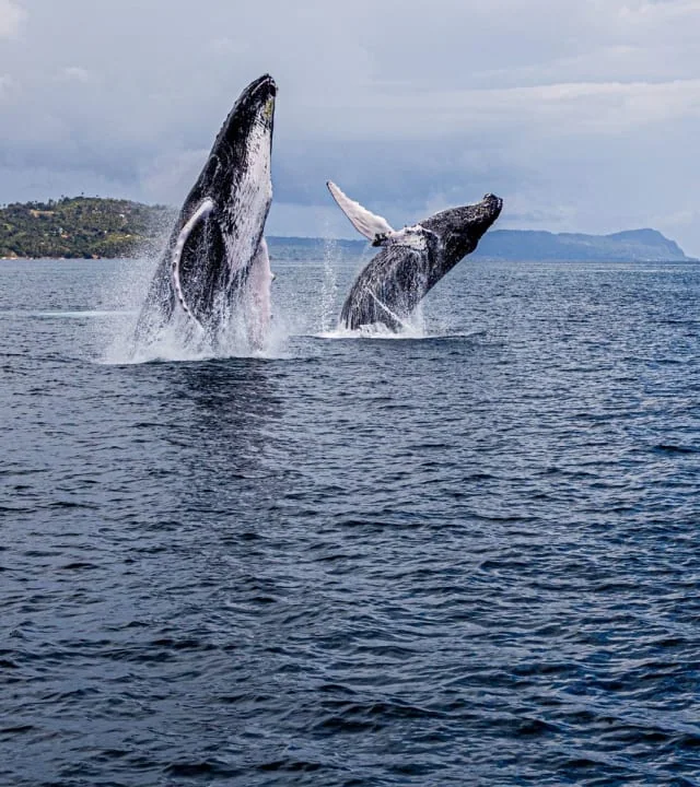 Observation des baleines + Cayo Levantado depuis Punta Cana
