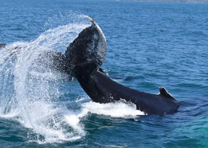 Observation des baleines demi-journée depuis Punta Cana