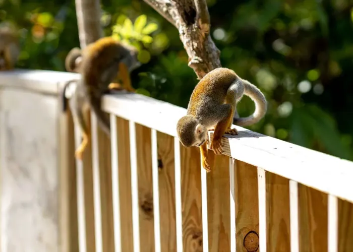 Kombi Monkeyland + Zipline