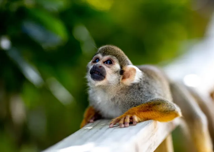 Monkeyland Punta Cana